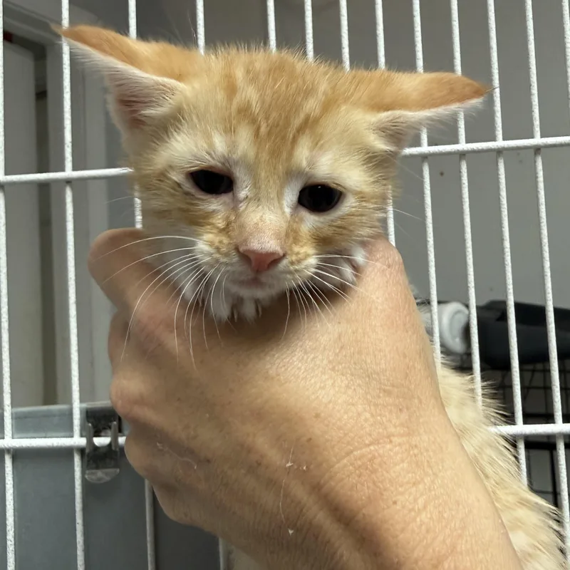 Fettuccine Alfredo And Bolognese thumbnail 2