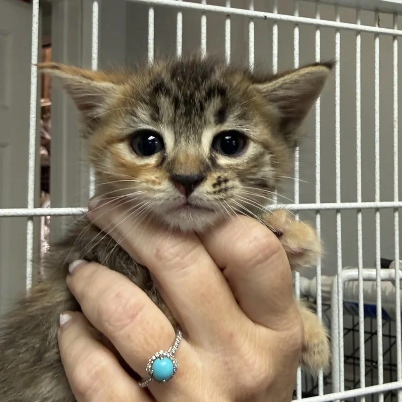 A baby medium-sized female Orange & White Tabby cat named Fettuccine Alfredo And Bolognese for adoption in Columbia, SC