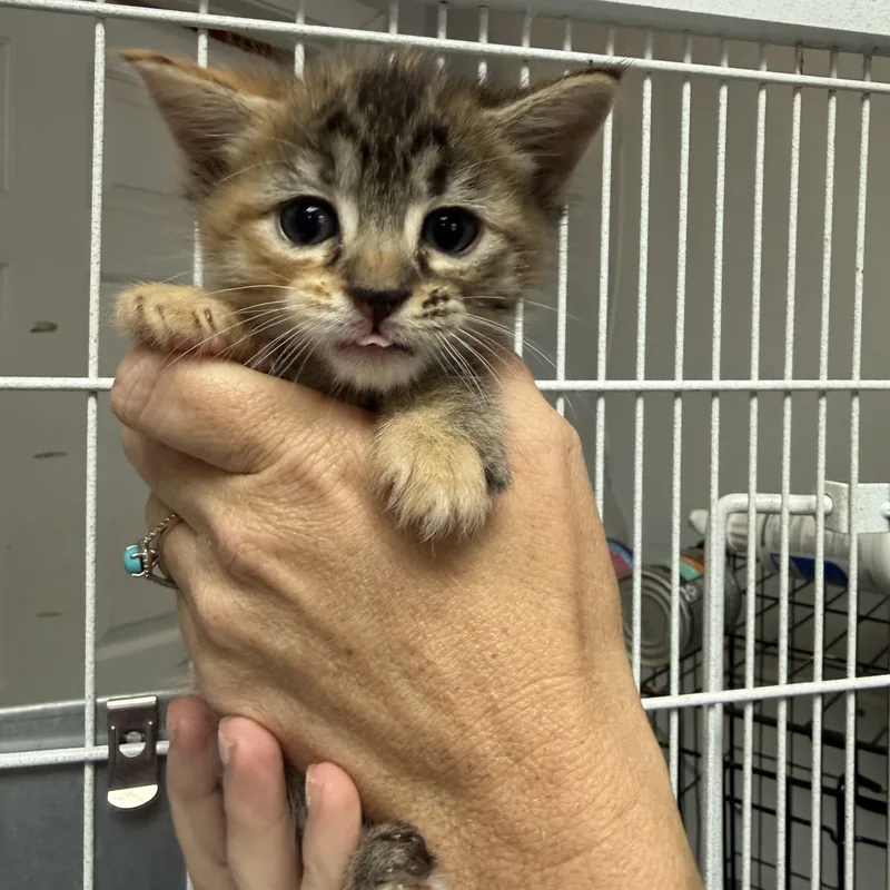 Fettuccine Alfredo And Bolognese thumbnail 3