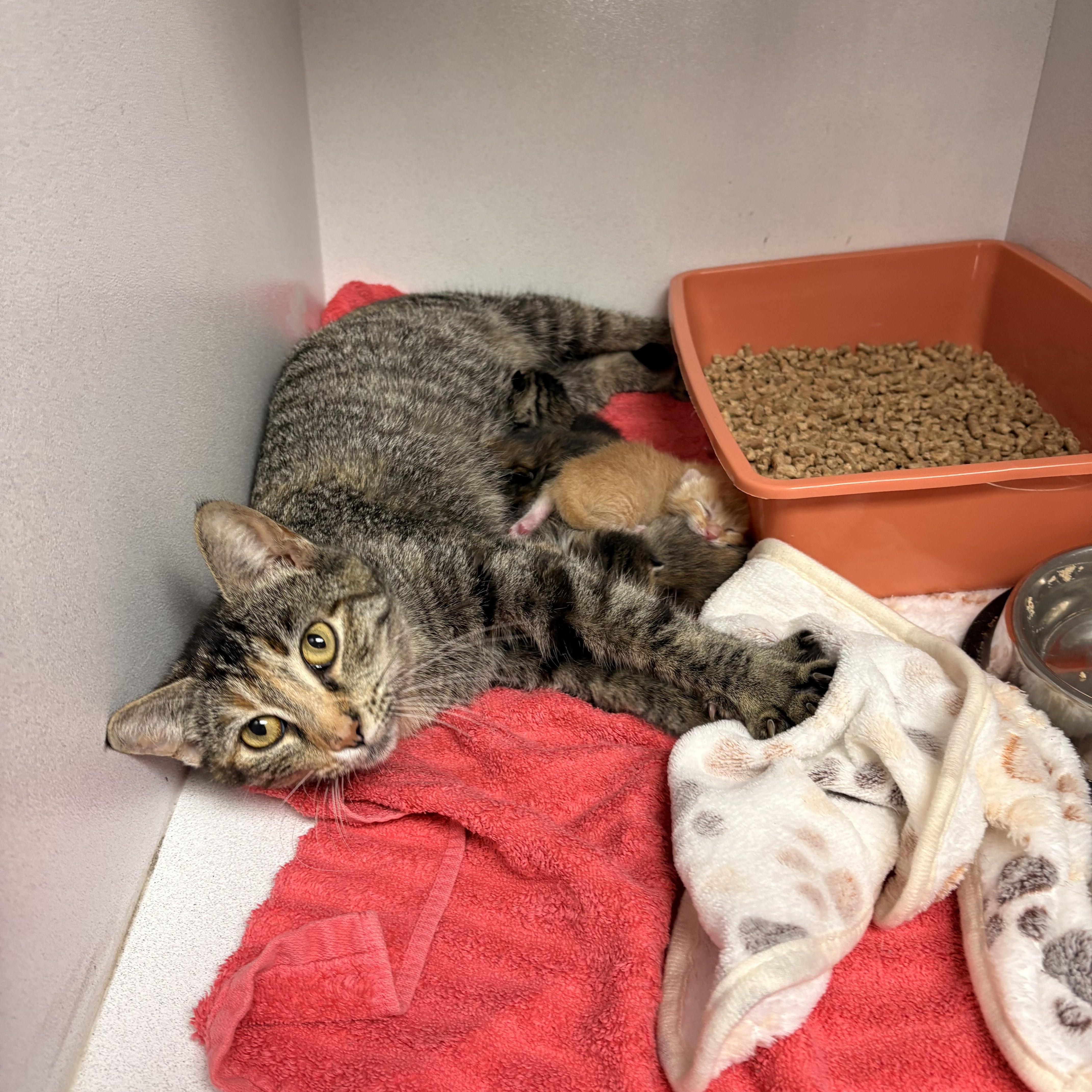 Fettuccine Alfredo And Bolognese thumbnail 4