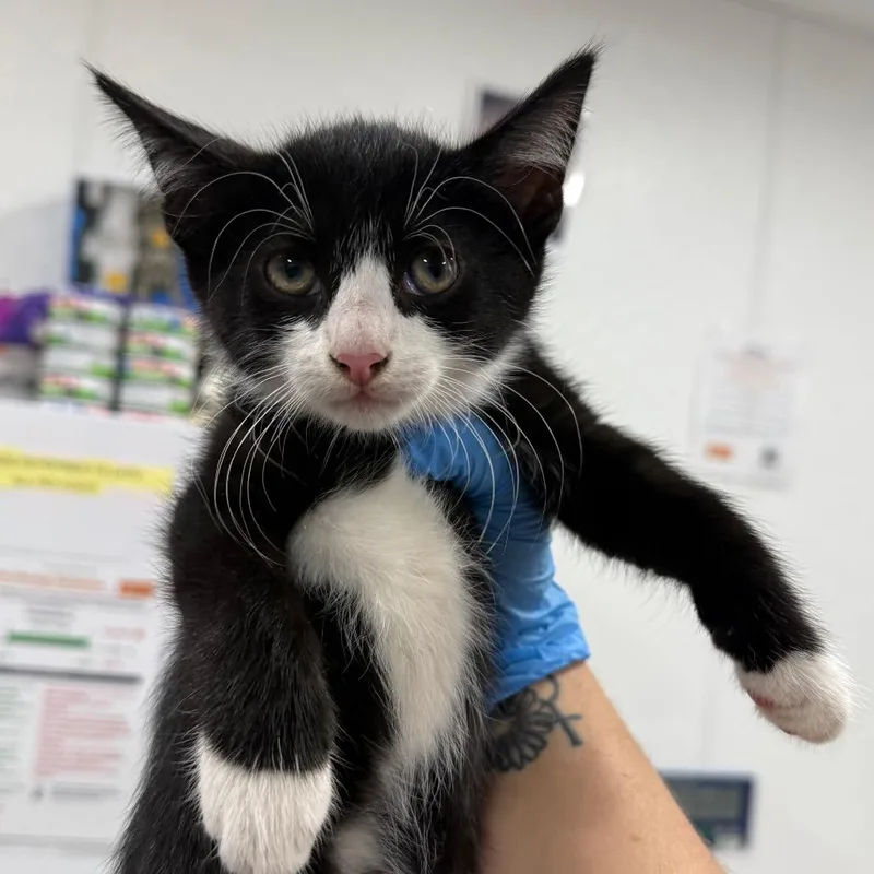 A baby small-sized female Domestic Short Hair cat named Biscoff for adoption in Newark, NJ