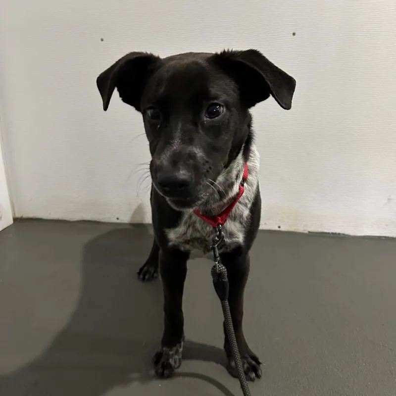 A young medium-sized female Black Labrador Retriever dog named Pebbles for adoption in Falls Church, VA