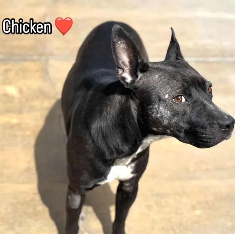 Chicken