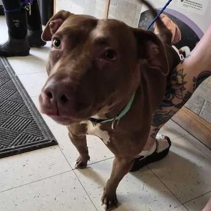 There's A Bee!? thumbnail 2