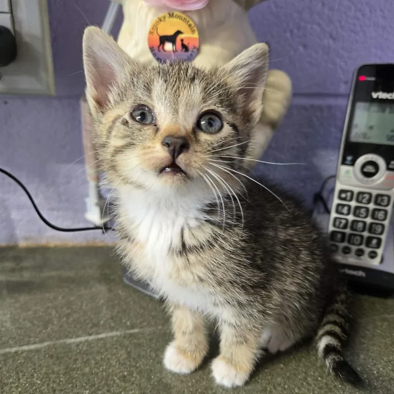 A baby small-sized female Gray / Blue / Silver Domestic Short Hair cat named Ravioli for adoption in Newport, TN