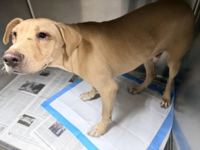 A baby medium-sized male Labrador Retriever dog named North for adoption in Chatsworth, CA