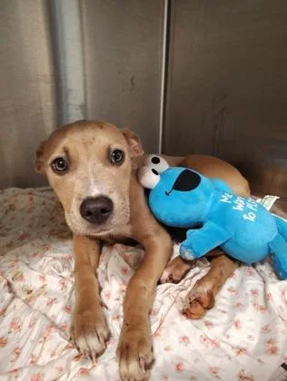 A baby small-sized female Mixed Breed dog named CinniMinni for adoption in Atlanta, GA