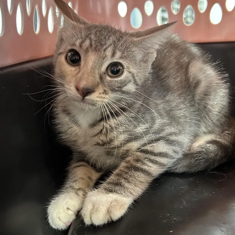 A baby small-sized female Gray / Blue / Silver Domestic Short Hair cat named Dory for adoption in Newark, NJ