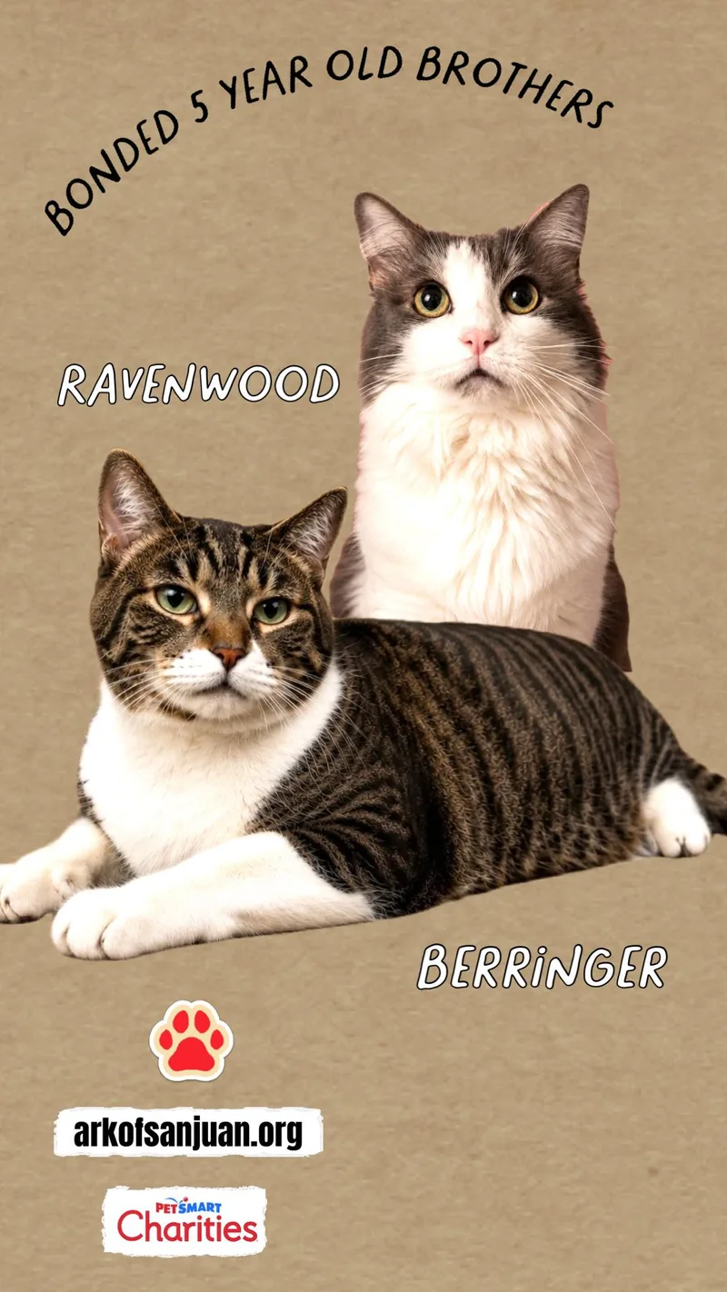 Berringer thumbnail 4