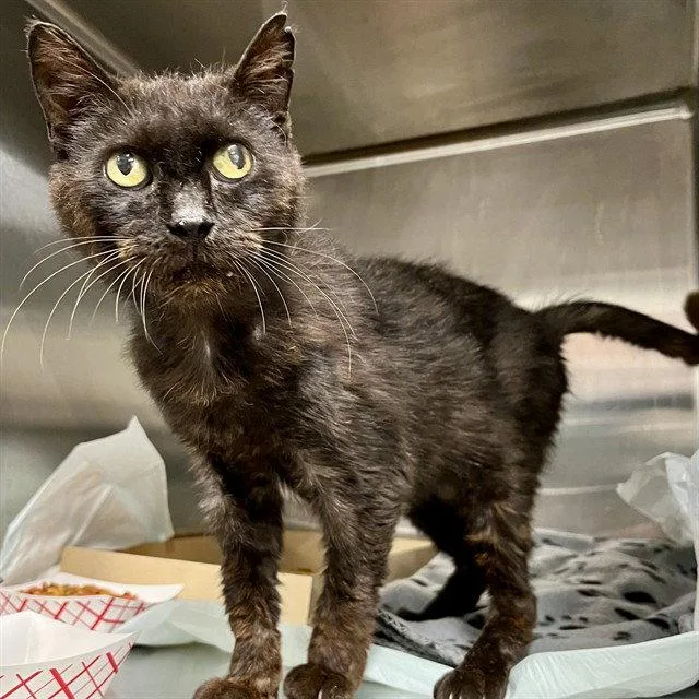 A senior medium-sized female Black Domestic Short Hair cat named Cathy for adoption in Tavares, FL