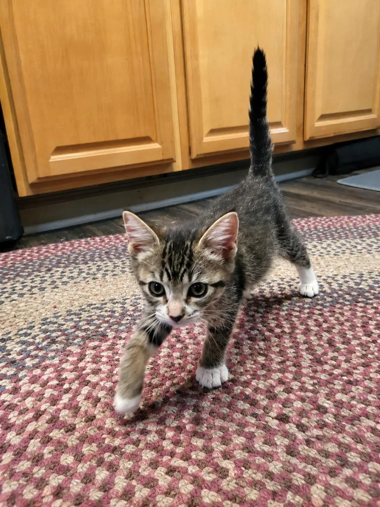A baby medium-sized female Domestic Short Hair cat named Bobby Jo for adoption in Parkville, MD