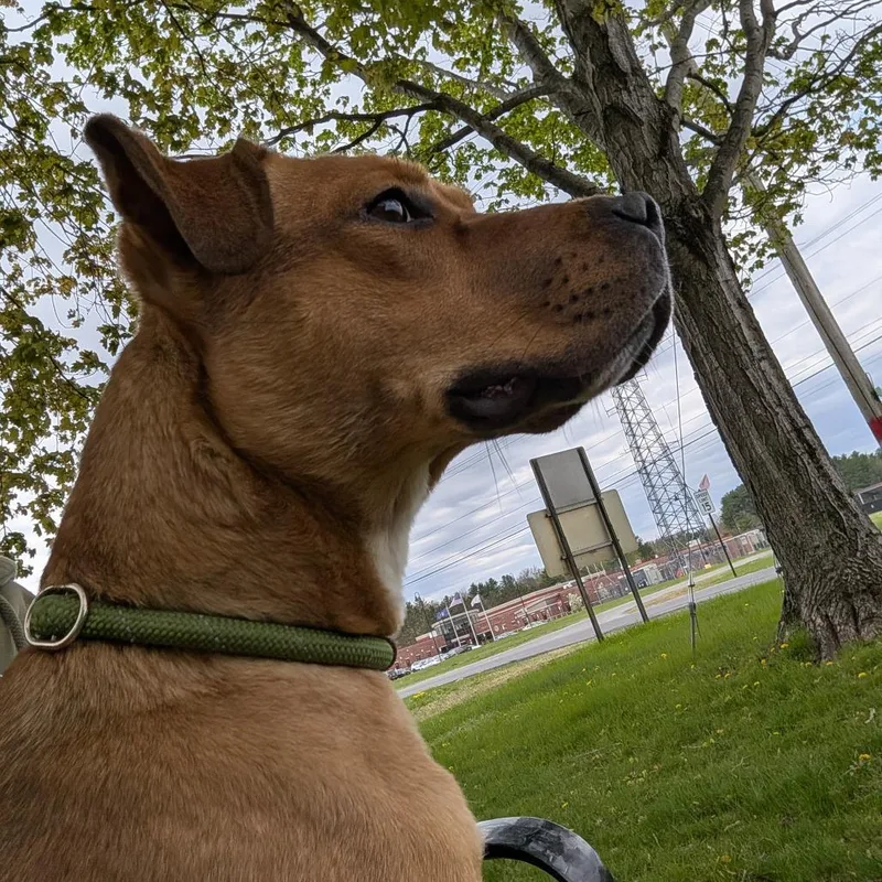 A young medium-sized female Yellow / Tan / Blond / Fawn Mixed Breed dog named Willow May for adoption in Ballston Spa, NY