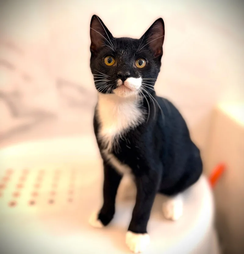 Lentil