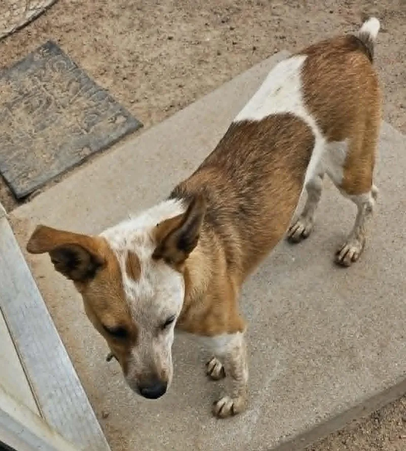 A young medium-sized female Cattle Dog dog named Astrid for adoption in Chappell, NE