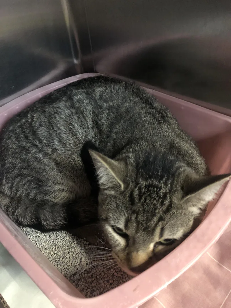 A baby medium-sized female Tabby (Brown / Chocolate) Domestic Short Hair cat named Bugz for adoption in Parma, OH