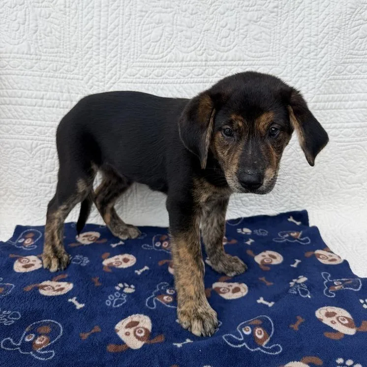 A baby small-sized female Shepherd dog named Beautifly for adoption in Carencro, LA