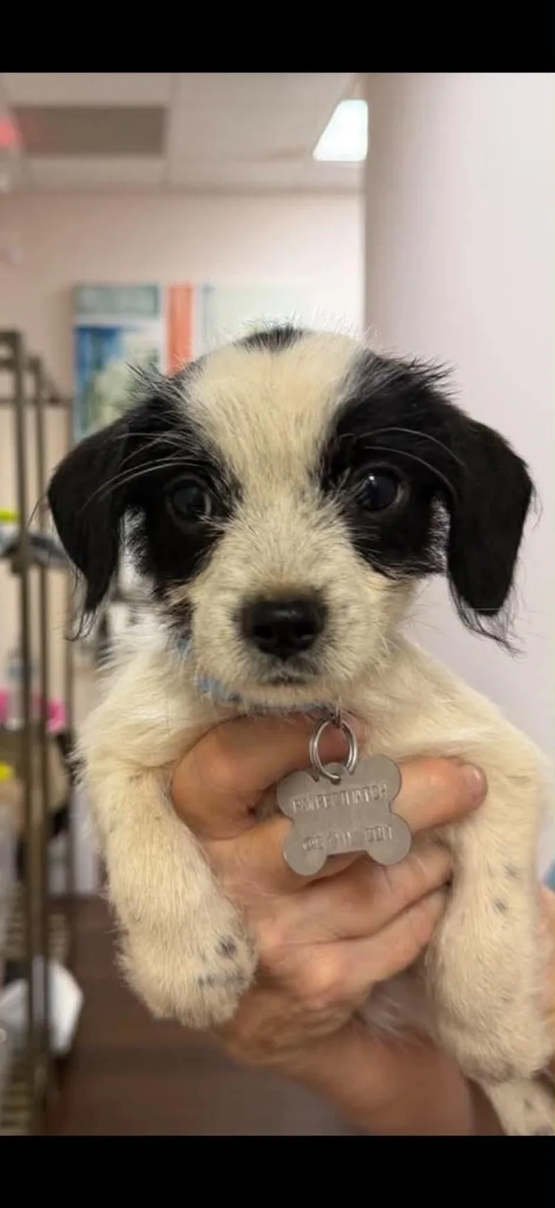 A baby small-sized female Terrier dog named Bayley for adoption in Holly Springs, NC