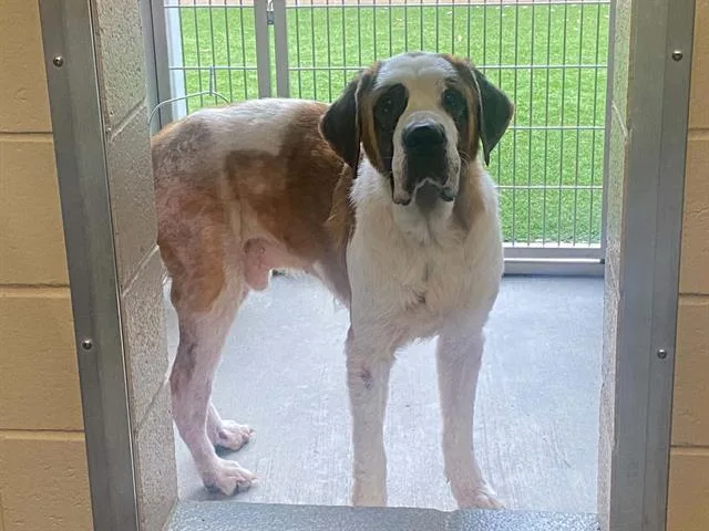 An adult medium-sized male Saint Bernard dog named Marley for adoption in Tustin, CA