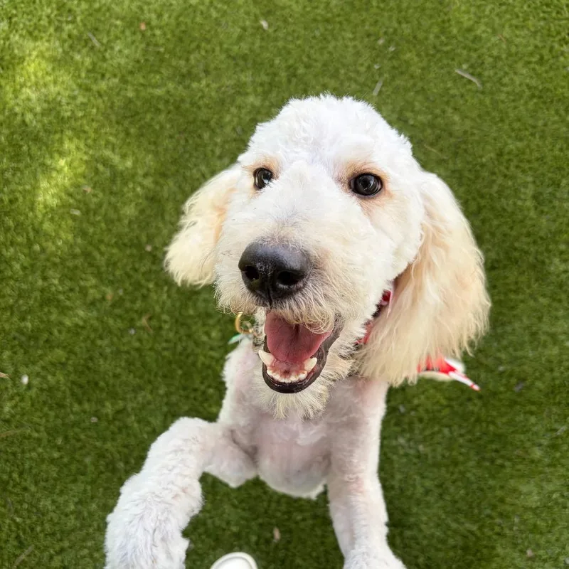 An adult medium-sized male Poodle dog named Prince for adoption in Greensboro, GA