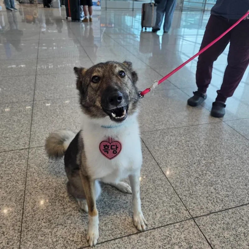An adult medium-sized female Black Spitz dog named Heukdang for adoption in Northbrook, IL