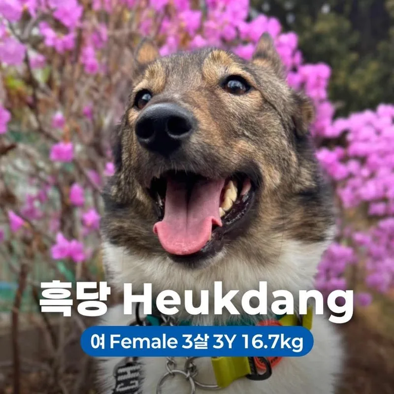Heukdang thumbnail 5