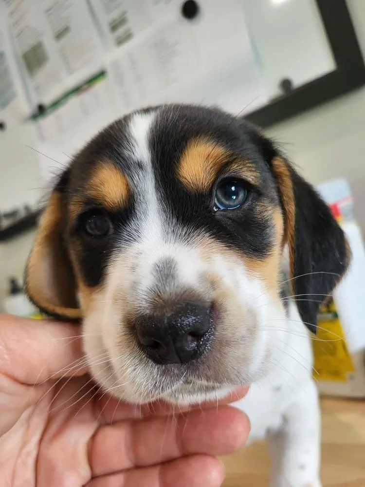 A baby medium-sized male Tricolor (Brown, Black, & White) Terrier dog named Creel for adoption in Pottstown, PA