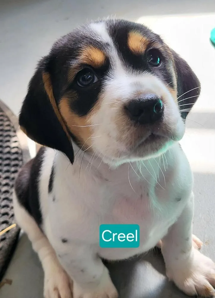 Creel thumbnail 4