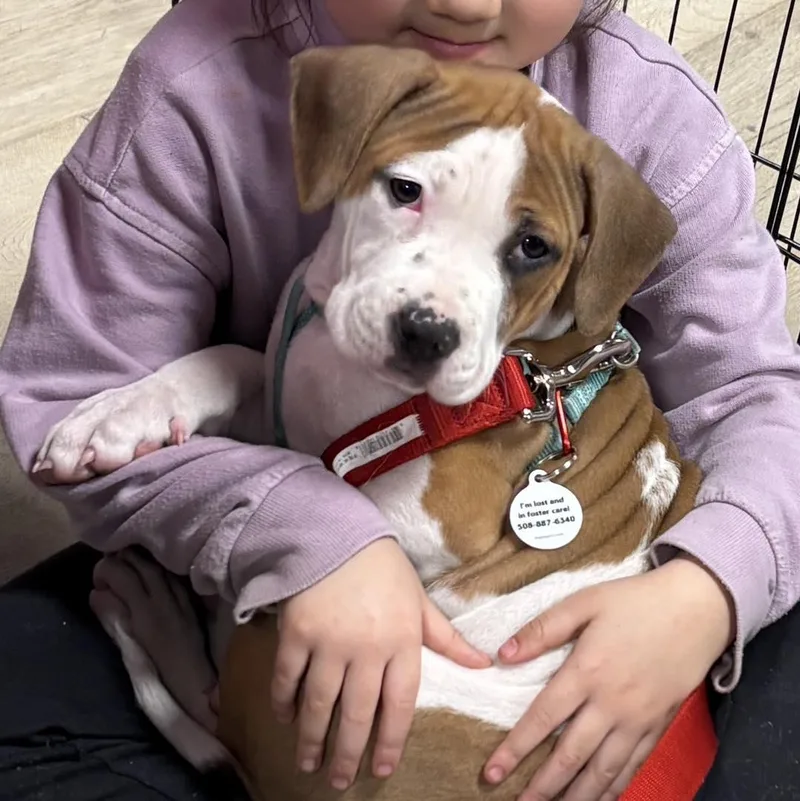 A young medium-sized female Yellow / Tan / Blond / Fawn Pit Bull Terrier dog named Mae for adoption in Grafton, MA