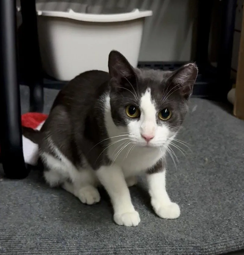 An adult medium-sized male Gray & White Domestic Short Hair cat named Bob for adoption in Cuyahoga Falls, OH