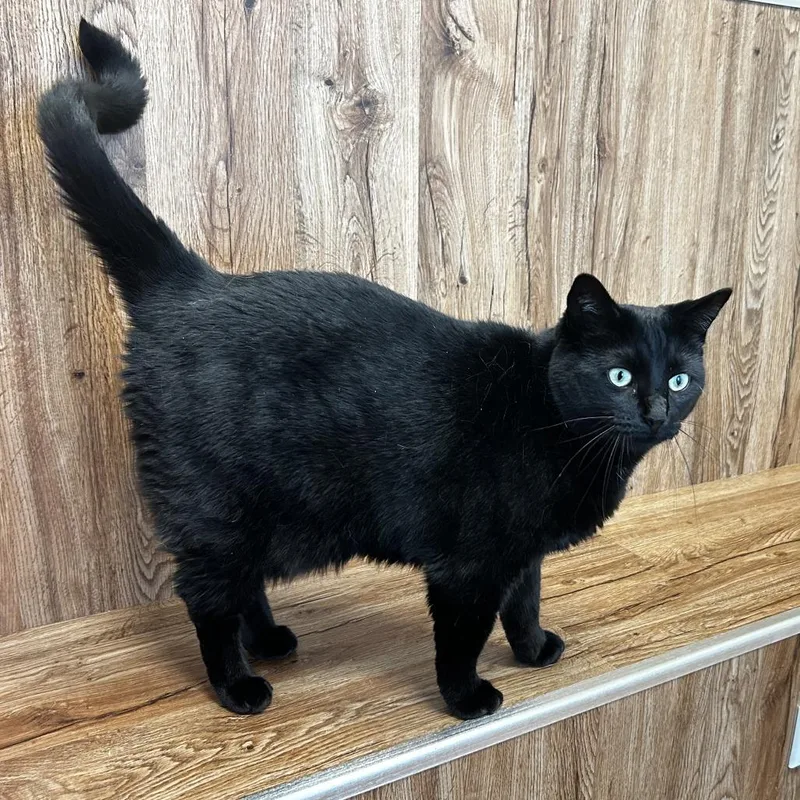 An adult large-sized female Black Domestic Short Hair cat named Elphaba for adoption in Evanston, IL