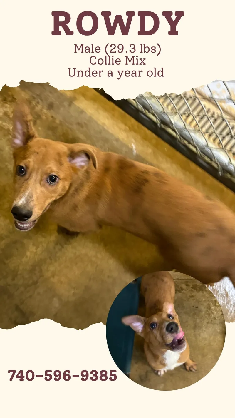 A young medium-sized male Brown / Chocolate Collie dog named Rowdy for adoption in McArthur, OH