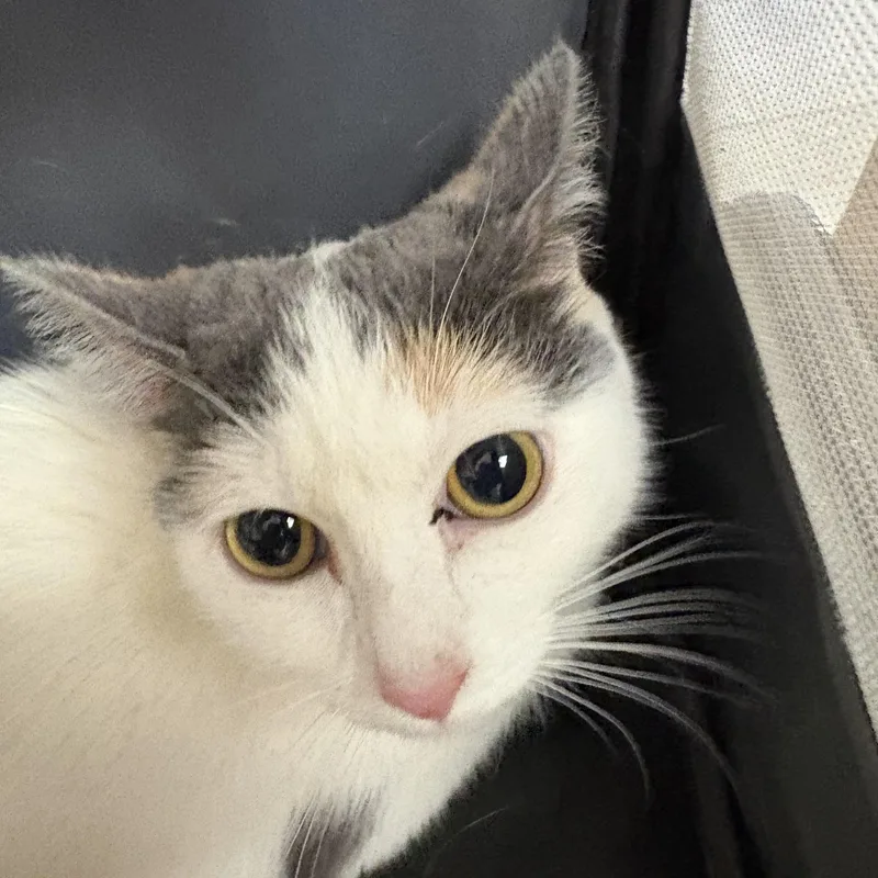An adult medium-sized female Domestic Short Hair cat named Mama Noomi for adoption in Hays, KS