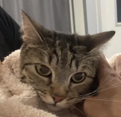 An adult small-sized male Domestic Short Hair cat named Meeko for adoption in Cincinnati, OH