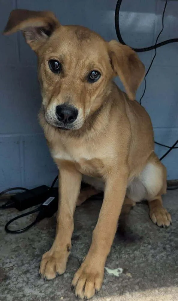 A young small-sized female Yellow / Tan / Blond / Fawn Labrador Retriever dog named Zellie for adoption in Evansville, IN