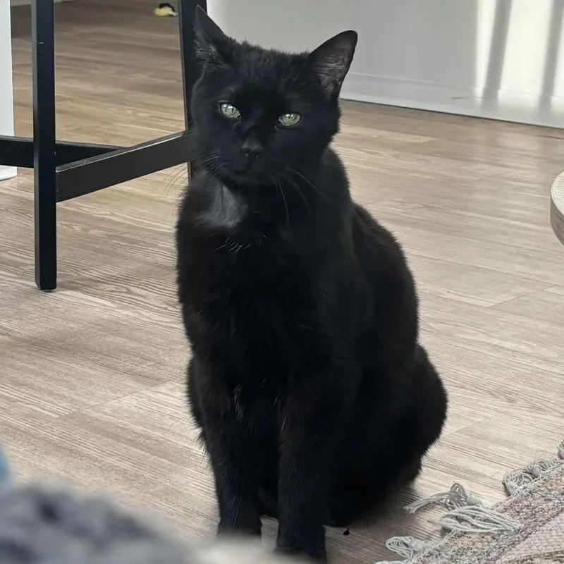 A senior large-sized male Black Domestic Short Hair cat named Japan for adoption in Decatur, GA