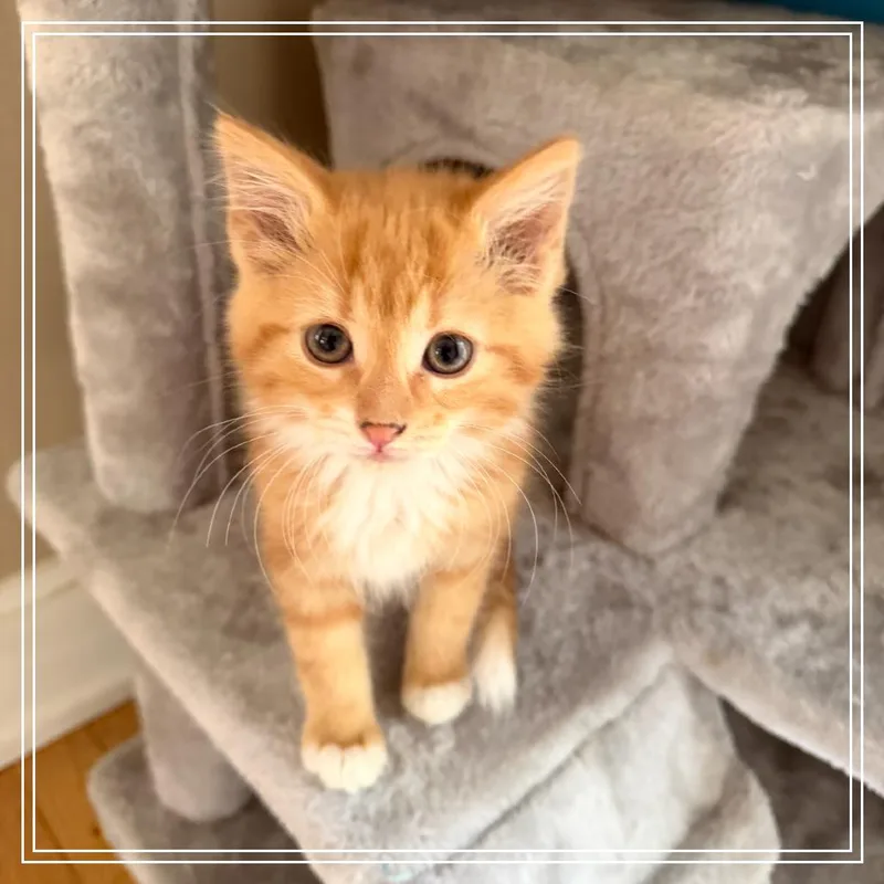 A baby small-sized male Domestic Short Hair cat named Ceazar for adoption in Monroe, MI