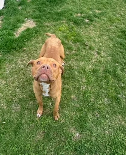 An adult medium-sized female Pit Bull Terrier dog named Gingerbread for adoption in Westland, MI