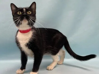An adult small-sized female Domestic Short Hair cat named Bingo for adoption in Coon Rapids, MN