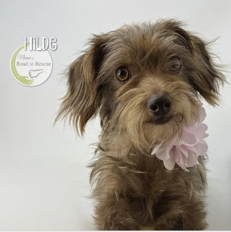 Hilde thumbnail 3