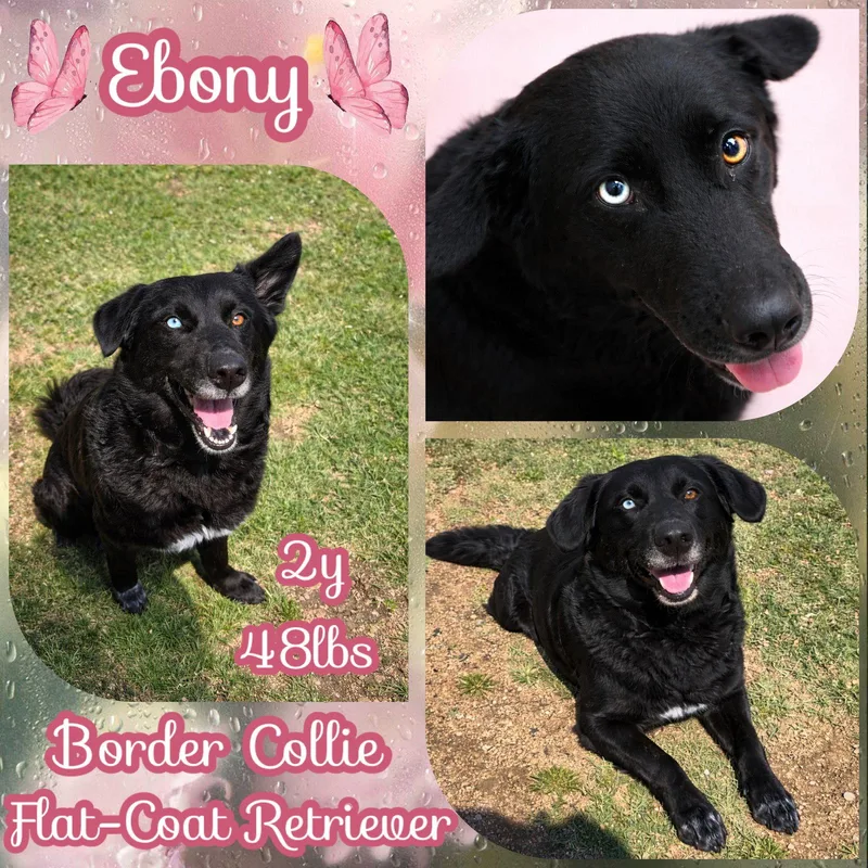 A young large-sized female Border Collie dog named Ebony for adoption in Dallas, TX