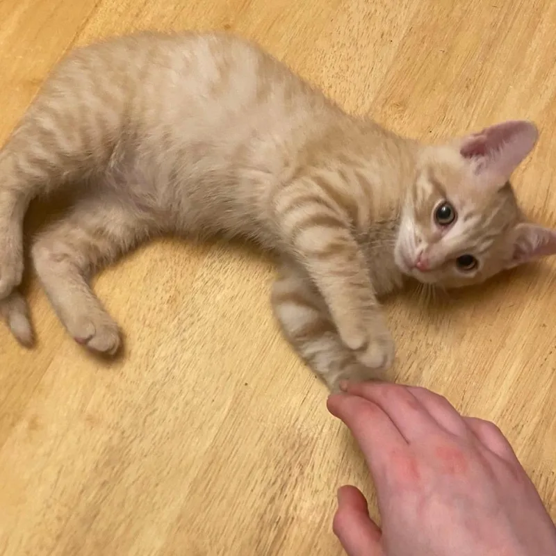 A baby small-sized male Buff / Tan / Fawn Domestic Short Hair cat named Amoeba for adoption in Houston, TX