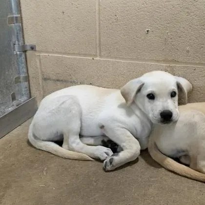 A baby large-sized male Labrador Retriever dog named Lynn for adoption in Morton Grove, IL