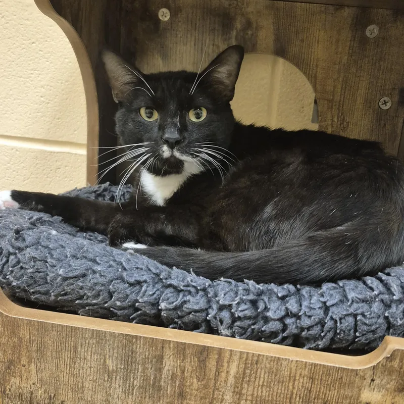 An adult medium-sized male Domestic Short Hair cat named Shelob for adoption in Schertz, TX