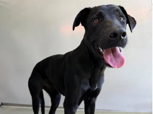 A baby large-sized female Labrador Retriever dog named Avalon for adoption in San Clemente, CA