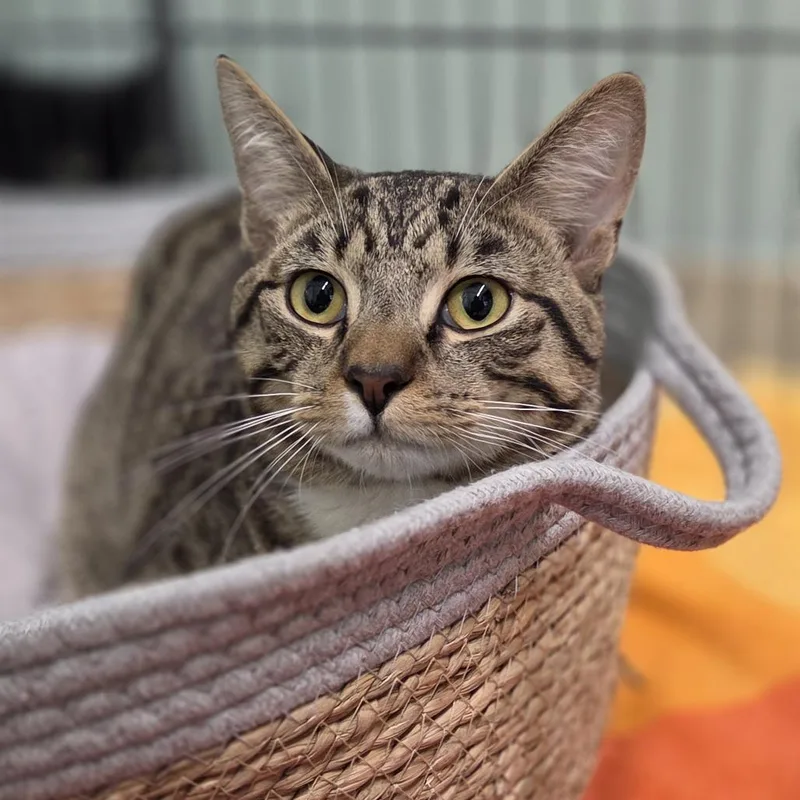 A young medium-sized male Brown / Chocolate Domestic Short Hair cat named Bodhi for adoption in Pittsford, VT