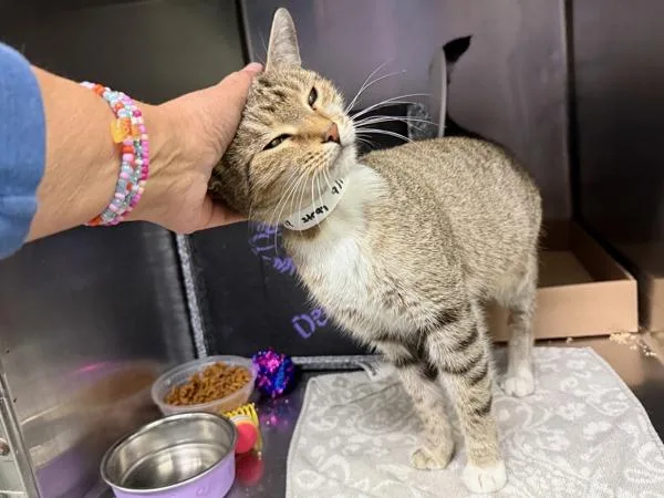 An adult medium-sized female Domestic Short Hair cat named Jupiter for adoption in New York, NY