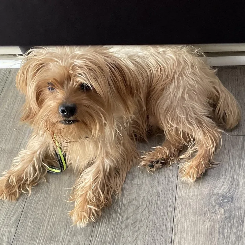 An adult small-sized male Yellow / Tan / Blond / Fawn Mixed Breed dog named Otis for adoption in Greensboro, NC