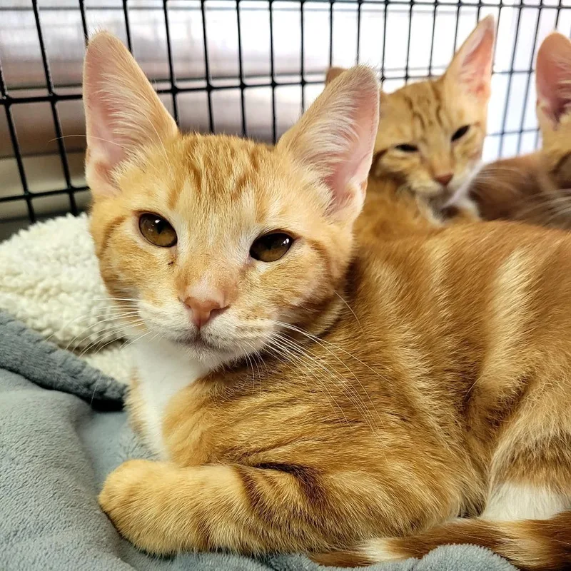 A baby medium-sized male Domestic Short Hair cat named David for adoption in Allyn, WA