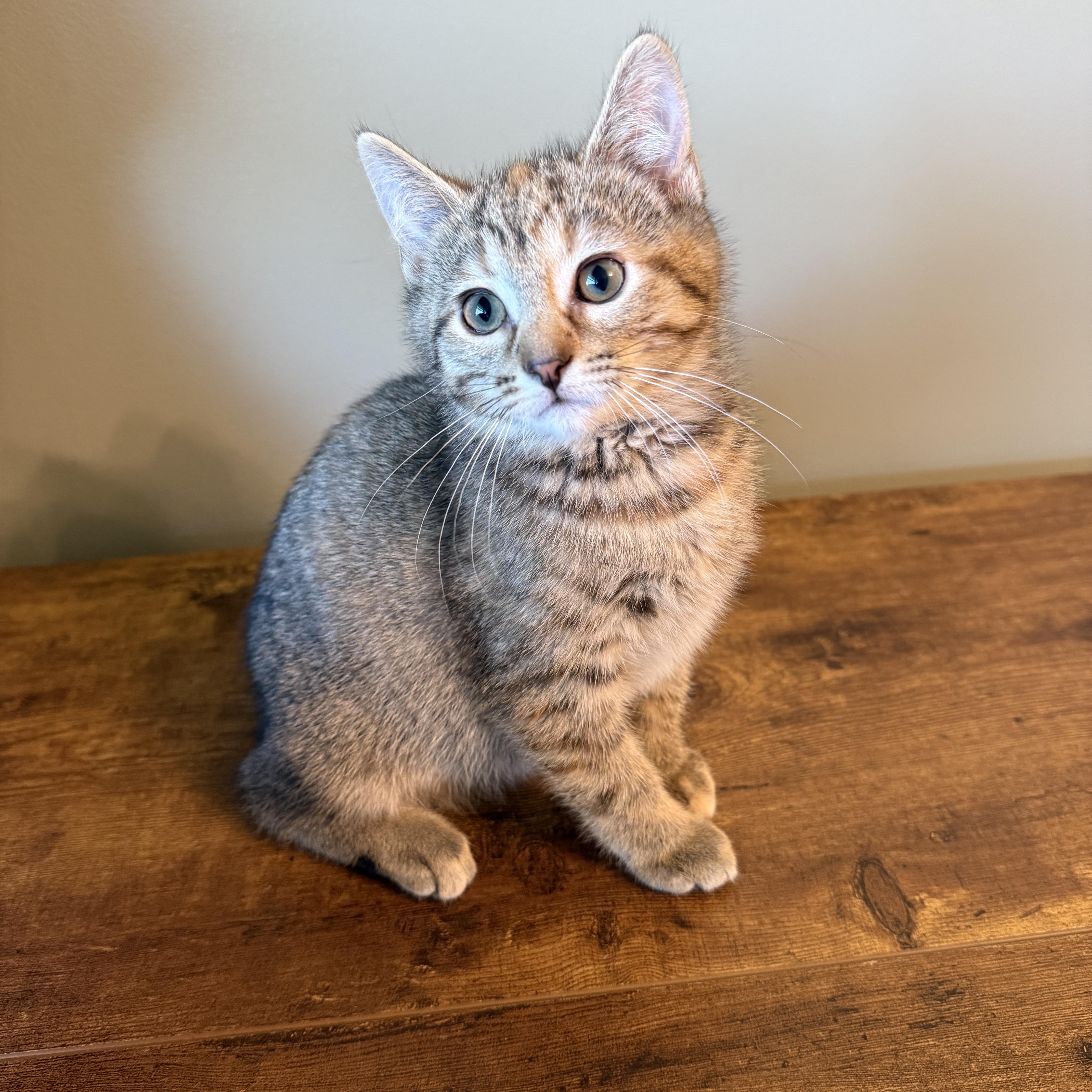 A baby small-sized female Tabby (Buff / Tan / Fawn) Domestic Short Hair cat named Jackie for adoption in Hartville, OH