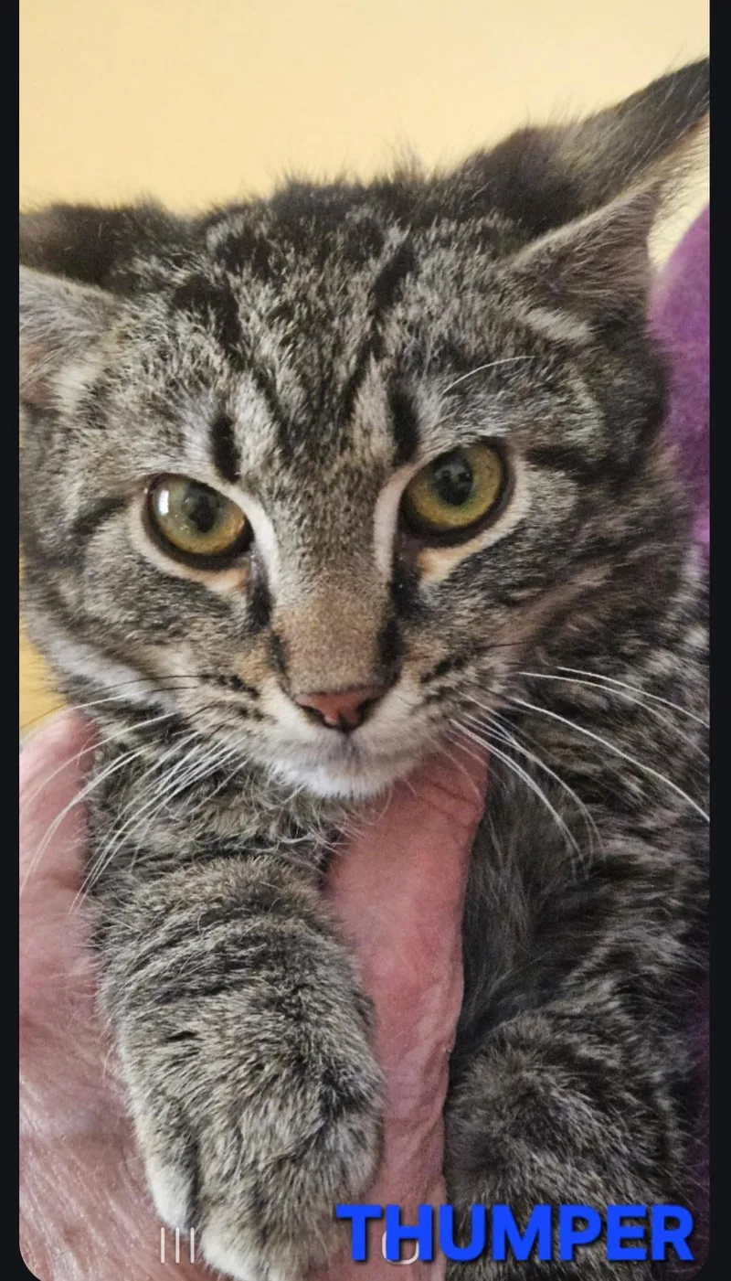 A young medium-sized male Domestic Short Hair cat named Thumper for adoption in Buhl, ID